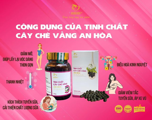 Tinh chất cây chè vằng An Hoà - Giúp lợi sữa, giảm viêm tắc tuyến sữa, tắc tia sữa, hỗ trợ áp xe vú